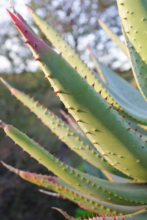 Aloe Manor Hotel Oudtshoorn Kültér fotó